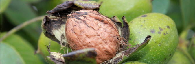 Walnuts Australia