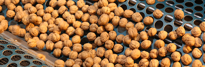 Walnuts Australia